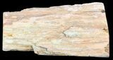 Polished Petrified Wood Limb - Madagascar #54607-2